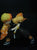 Agatsuma Zenitsu Kamado Nezuko Tanjirou Demon Slayer Kimetsu no Yaiba Anime PVC Action Figures toys Anime figure Toys For gifts